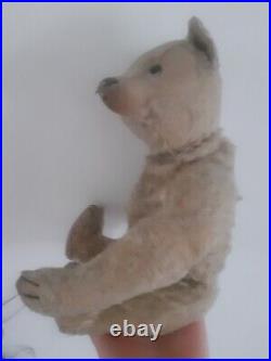 Rare Early 1900s Antique steiff German teddy bear old handsome collector bear