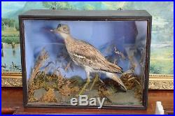 Rare Early Antique Victorian Taxidermy Cased Stone Curlew Bird