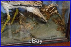 Rare Early Antique Victorian Taxidermy Cased Stone Curlew Bird