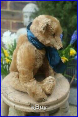 Rare early Steiff cone nosed apricot teddy c1904/5