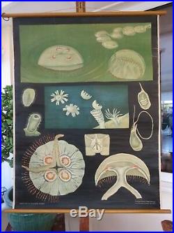 Rare early vintage JELLYFISH school chart by JUNG KOCH QUENTELL lithograph
