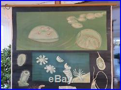 Rare early vintage JELLYFISH school chart by JUNG KOCH QUENTELL lithograph