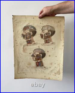 Set of Rare Anatomical Engravings early 19th Century